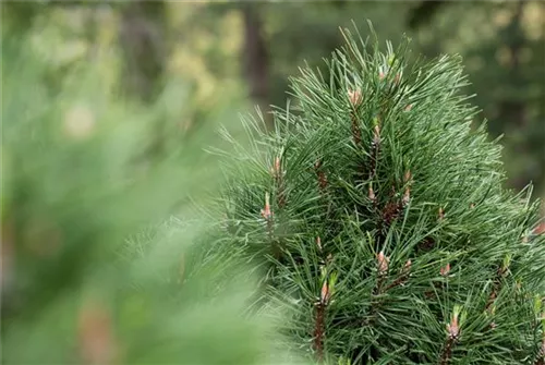 Berg-Kiefer 'Varella' - Pinus mugo 'Varella'