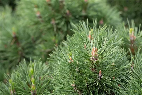 Berg-Kiefer 'Varella' - Pinus mugo 'Varella'