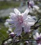 Sternmagnolie 'George Henry Kern' - Magnolia stellata 'George Henry Kern'