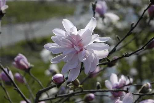 Sternmagnolie 'George Henry Kern' - Magnolia stellata 'George Henry Kern'