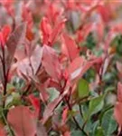 Glanzmispel 'LIttle Red Robin' - Photinia fraseri 'Little Red Robin' - Heckenpflanzen