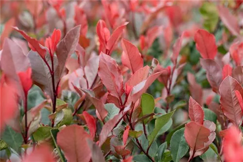 Glanzmispel 'LIttle Red Robin' - Photinia fraseri 'Little Red Robin' - Heckenpflanzen