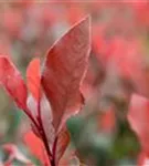 Glanzmispel 'LIttle Red Robin' - Photinia fraseri 'Little Red Robin' - Heckenpflanzen