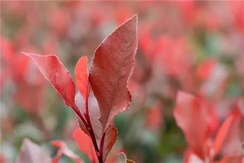 Glanzmispel 'LIttle Red Robin' - Photinia fraseri 'Little Red Robin' - Heckenpflanzen