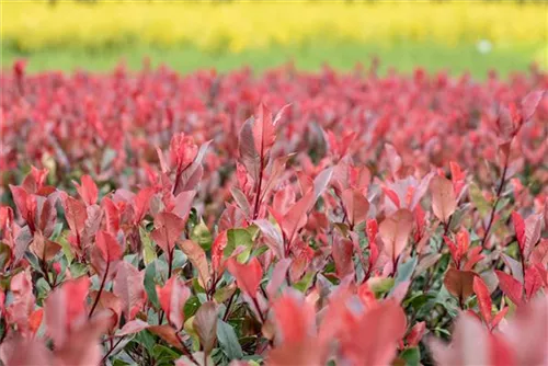 Glanzmispel 'LIttle Red Robin' - Photinia fraseri 'Little Red Robin' - Heckenpflanzen