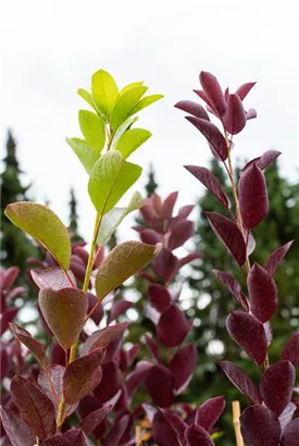 Virgin.Zierkirsche 'Shubert' - Prunus virginiana 'Shubert' CAC