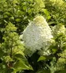 Rispenhortensie 'Grandiflora' - Hydrangea paniculata 'Grandiflora'