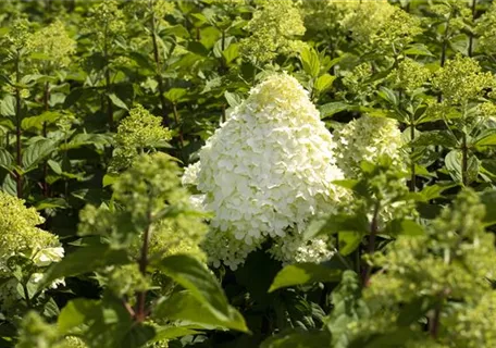 Hydrangea paniculata 'Grandiflora' - Rispenhortensie 'Grandiflora'