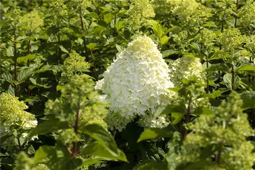 Rispenhortensie 'Grandiflora' - Hydrangea paniculata 'Grandiflora'