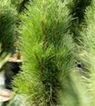 Schwarzkiefer 'Green Tower' - Pinus nigra 'Green Tower'