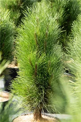 Schwarzkiefer 'Green Tower' - Pinus nigra 'Green Tower'