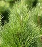 Schwarzkiefer 'Green Tower' - Pinus nigra 'Green Tower'