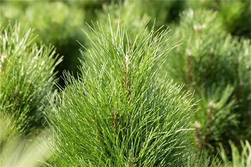 Schwarzkiefer 'Green Tower' - Pinus nigra 'Green Tower'