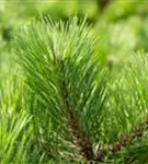 Schwarzkiefer 'Helga' - Pinus nigra 'Helga'