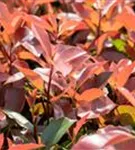 Glanzmispel 'Red Robin' - Photinia fraseri 'Red Robin' - Formgehölze