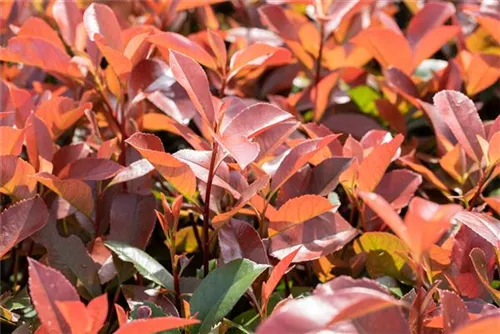 Glanzmispel 'Red Robin' - Photinia fraseri 'Red Robin' - Formgehölze