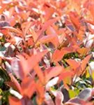 Glanzmispel 'Red Robin' - Photinia fraseri 'Red Robin' - Formgehölze