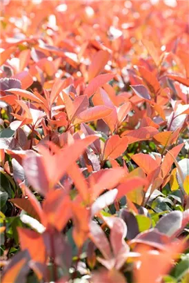 Glanzmispel 'Red Robin' - Photinia fraseri 'Red Robin' - Formgehölze