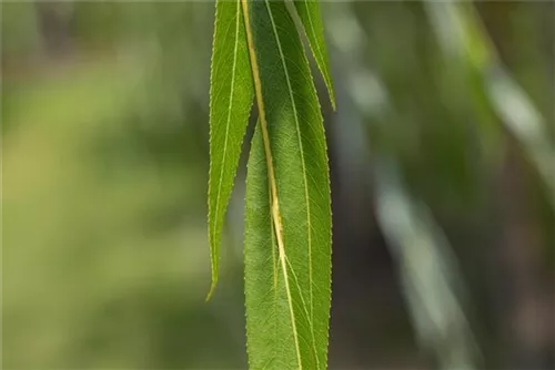 Silberweide - Salix alba