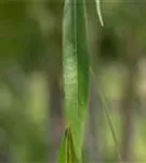 Silberweide - Salix alba