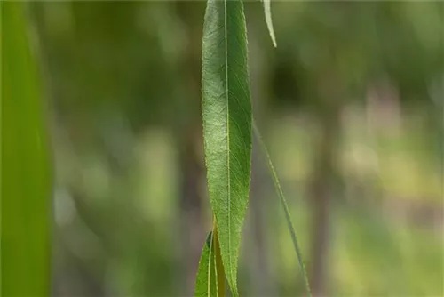 Silberweide - Salix alba