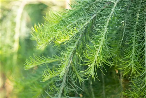 Japan.Hänge-Lärche - Larix kaempferi 'Stiff Weeper' - Baum