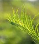 Japan.Hänge-Lärche - Larix kaempferi 'Stiff Weeper' - Baum