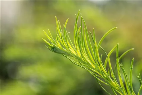 Japan.Hänge-Lärche - Larix kaempferi 'Stiff Weeper' - Baum