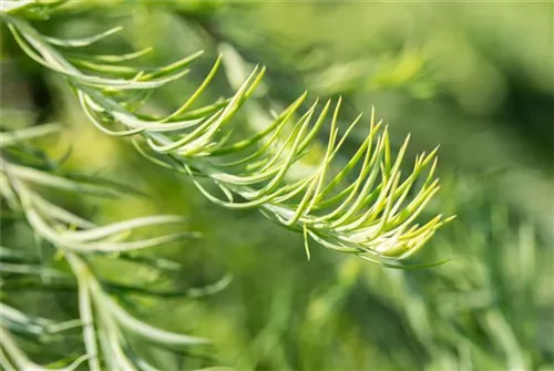 Japan.Hänge-Lärche - Larix kaempferi 'Stiff Weeper' - Baum