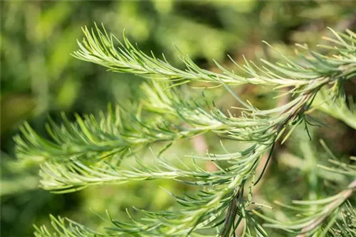 Japan.Hänge-Lärche - Larix kaempferi 'Stiff Weeper' - Baum