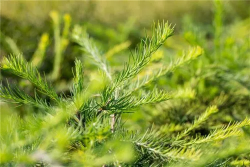 Japan.Hänge-Lärche - Larix kaempferi 'Stiff Weeper' - Baum