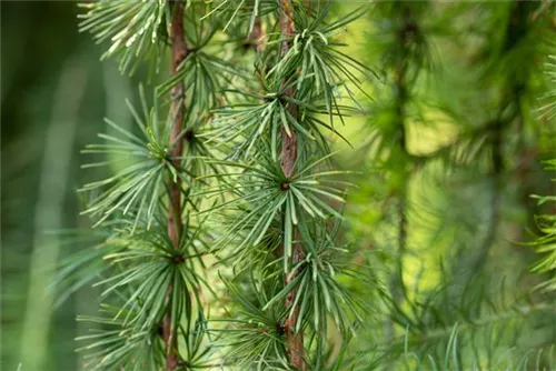 Japan.Hänge-Lärche - Larix kaempferi 'Stiff Weeper' - Baum