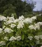 Rispenhortensie 'Unique' - Hydrangea paniculata 'Unique'