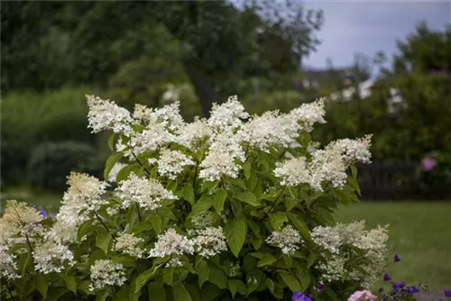 Rispenhortensie 'Unique' - Hydrangea paniculata 'Unique'