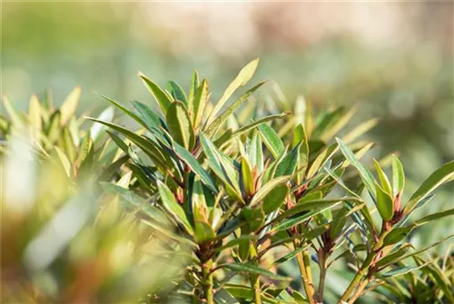 Rhododendron ponticum 'Graziella' - Rhododendron ponticum 'Graziella' III