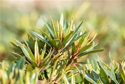 Rhododendron ponticum 'Graziella' - Rhododendron ponticum 'Graziella' III