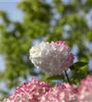 Rispenhortensie 'Vanille Fraise' -R- - Hydrangea paniculata 'Vanille-Fraise' -R-