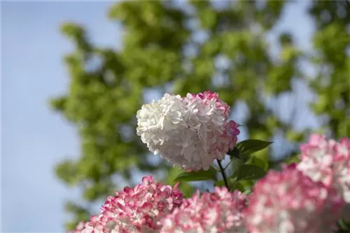 Rispenhortensie 'Vanille Fraise' -R- - Hydrangea paniculata 'Vanille-Fraise' -R-