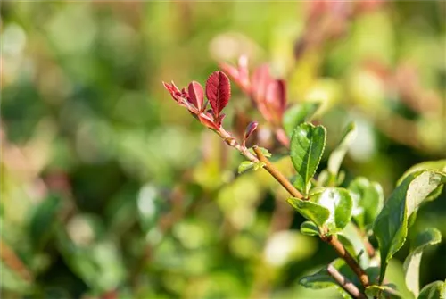 Zierquitte - Chaenomeles superba 'Jet Trail'