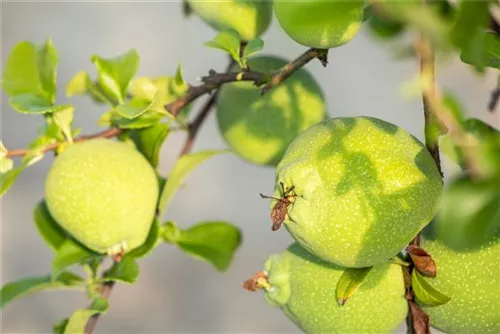 Zierquitte - Chaenomeles superba 'Jet Trail'