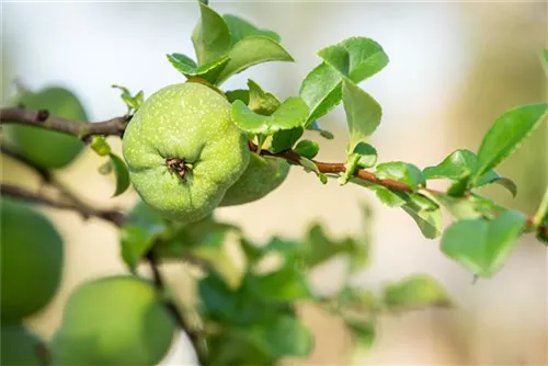 Zierquitte - Chaenomeles superba 'Jet Trail'