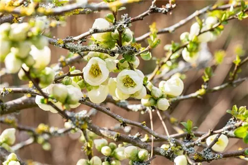 Zierquitte - Chaenomeles superba 'Jet Trail'