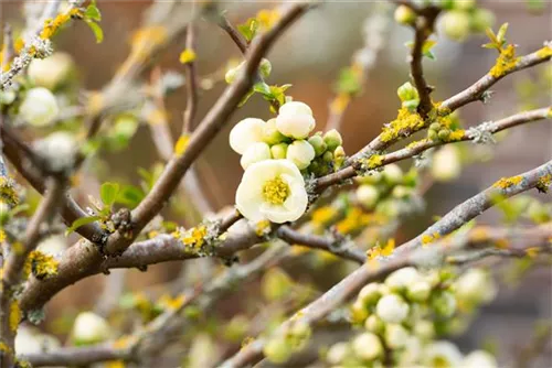 Zierquitte - Chaenomeles superba 'Jet Trail'