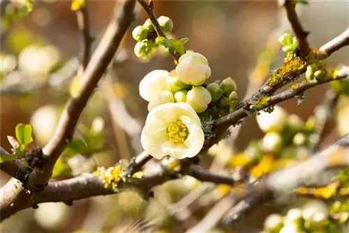 Zierquitte - Chaenomeles superba 'Jet Trail'