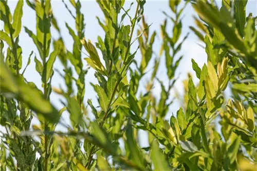 Kugelweide - Salix purpurea 'Nana'