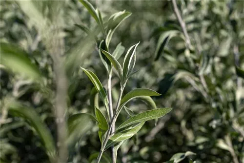 Hängende Wildbirne - Pyrus salicifolia 'Pendula' CAC