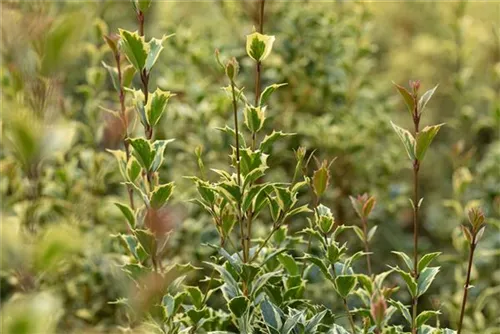 Weißbunte Stechpalme 'Argentea Marginata' - Ilex aquif.'Argentea Marginata'