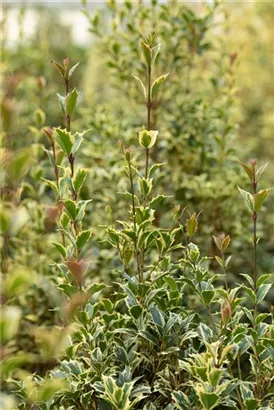 Weißbunte Stechpalme 'Argentea Marginata' - Ilex aquif.'Argentea Marginata'