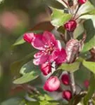 Zierapfel 'Royalty' - Malus 'Royalty' CAC - Baum