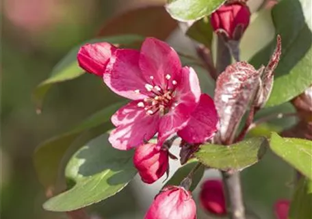 Malus 'Royalty' CAC - Zierapfel 'Royalty'